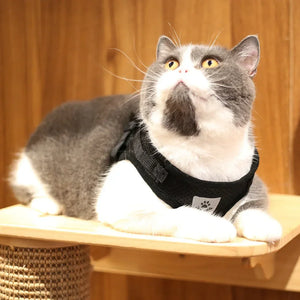 Conjunto de Coleira e Guia para Gato Ajustável Refletiva à Prova de Fuga Colete de Malha para Animais de Estimação Coleira para Filhote de Cachorro Pequeno Gato Suprimentos para Animais de Estimação